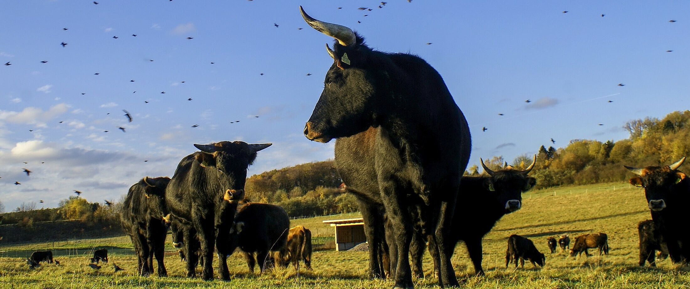 Heckrinder im Naturschutzgebiet Apricke bei Hemer