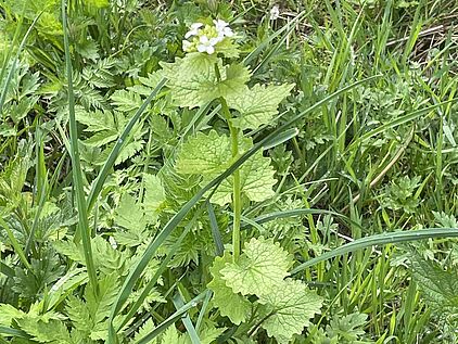 Rangerführung durch das Ebbegebirge im Märkischen Sauerland