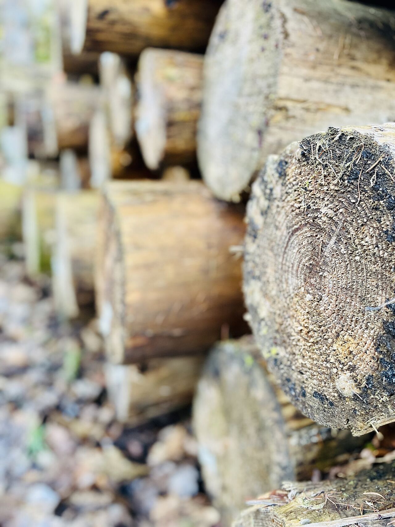 Wie alt ist der Baum geworden?