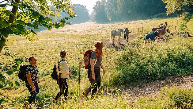 Wandern auf der Waldroute im Märkischen Sauerland