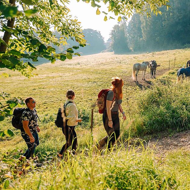 Wandern auf der Waldroute im Märkischen Sauerland