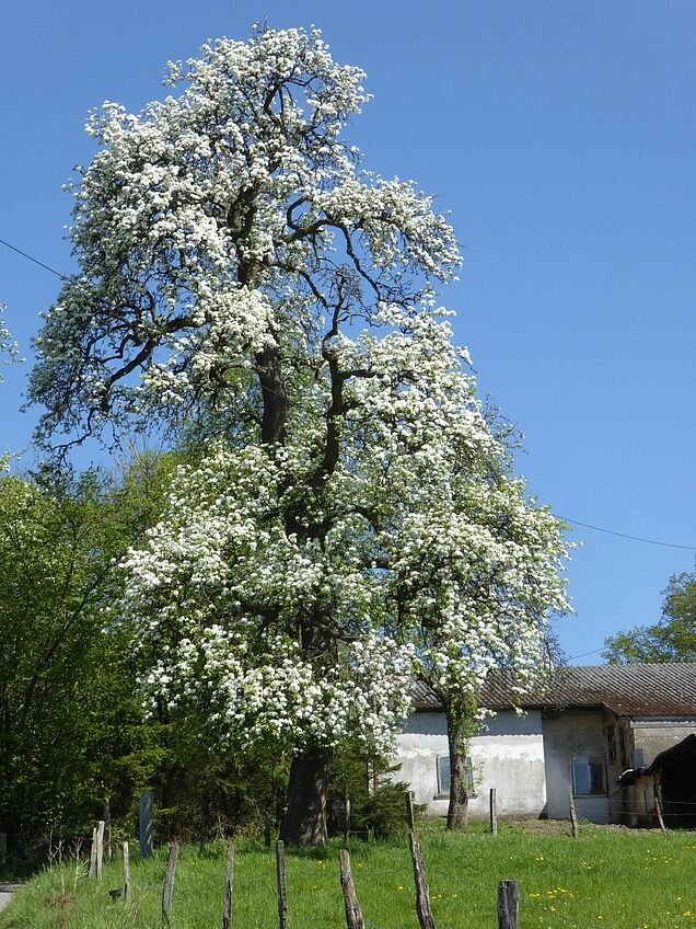 Streuobstwiesen im Märkischen Sauerland