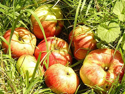 Streuobstwiesen im Märkischen Sauerland