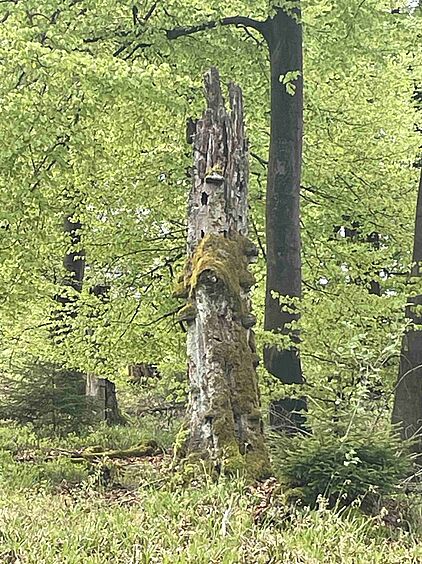 Rangerführung durch das Ebbegebirge im Märkischen Sauerland