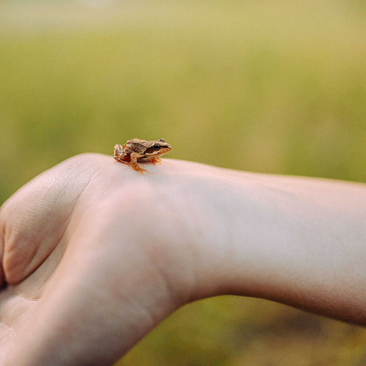 Frosch auf Hand