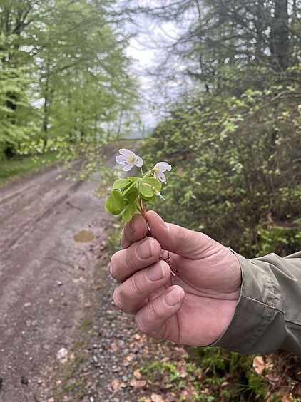 Rangerführung durch das Ebbegebirge im Märkischen Sauerland