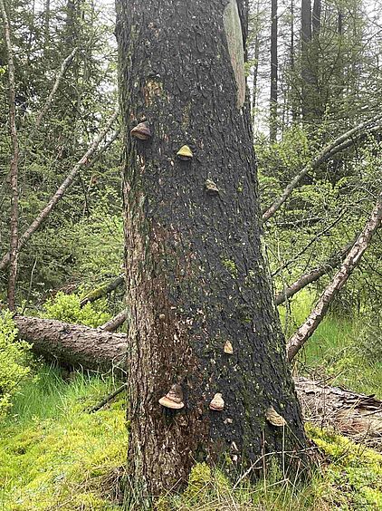 Rangerführung durch das Ebbegebirge im Märkischen Sauerland