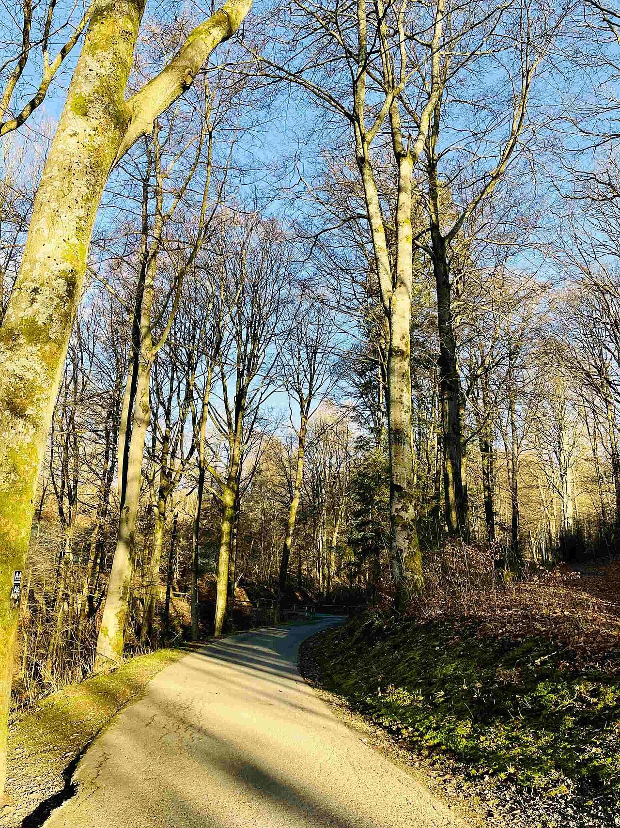 Eine Allee auf dem Rundweg an der Versetalsperre