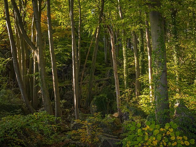 Der Wald lädt zum Entdecken und Spielen ein