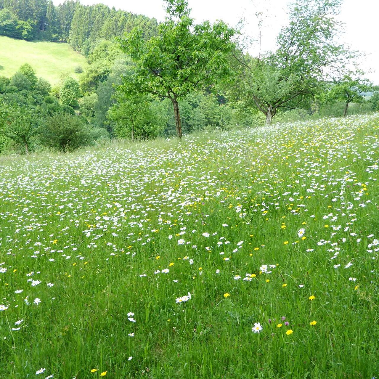 Streuobstwiesen im Märkischen Sauerland