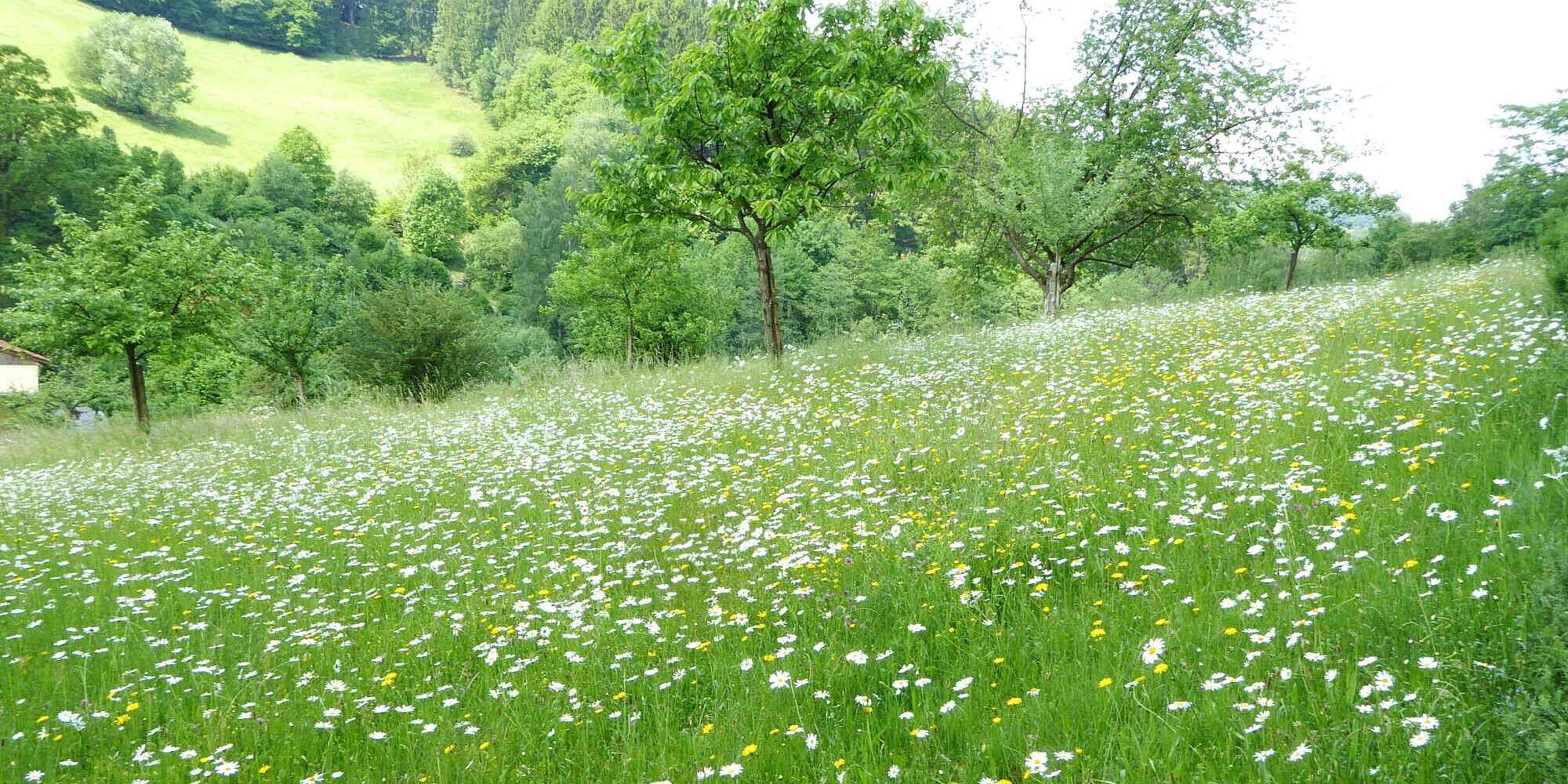 Streuobstwiesen im Märkischen Sauerland