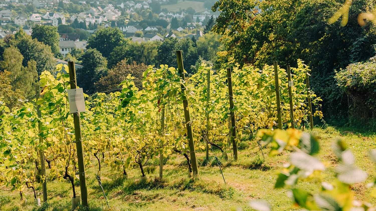 Weinberg Neuenrade im Märkischen Sauerland