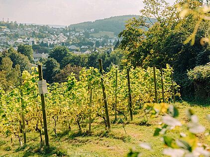 Weinberg Neuenrade im Märkischen Sauerland