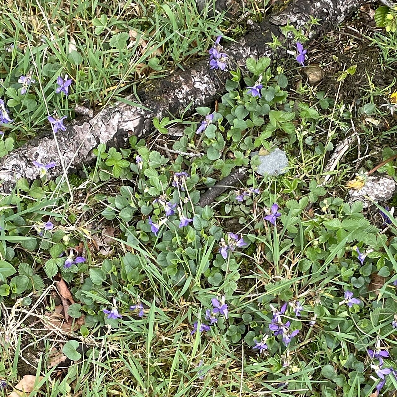 Rangerführung durch das Ebbegebirge im Märkischen Sauerland