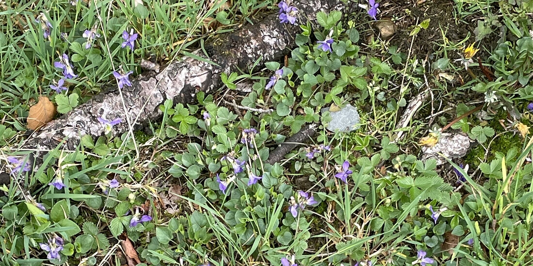 Rangerführung durch das Ebbegebirge im Märkischen Sauerland