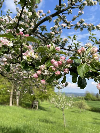 Streuobstwiesen im Märkischen Sauerland