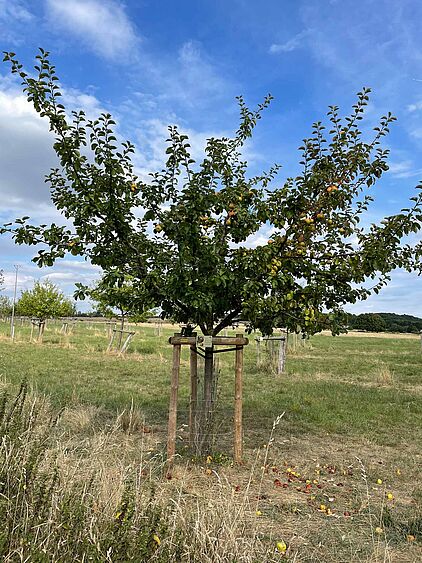 Apfelbaum im Naturschutzgebiet Apricke bei Hemer