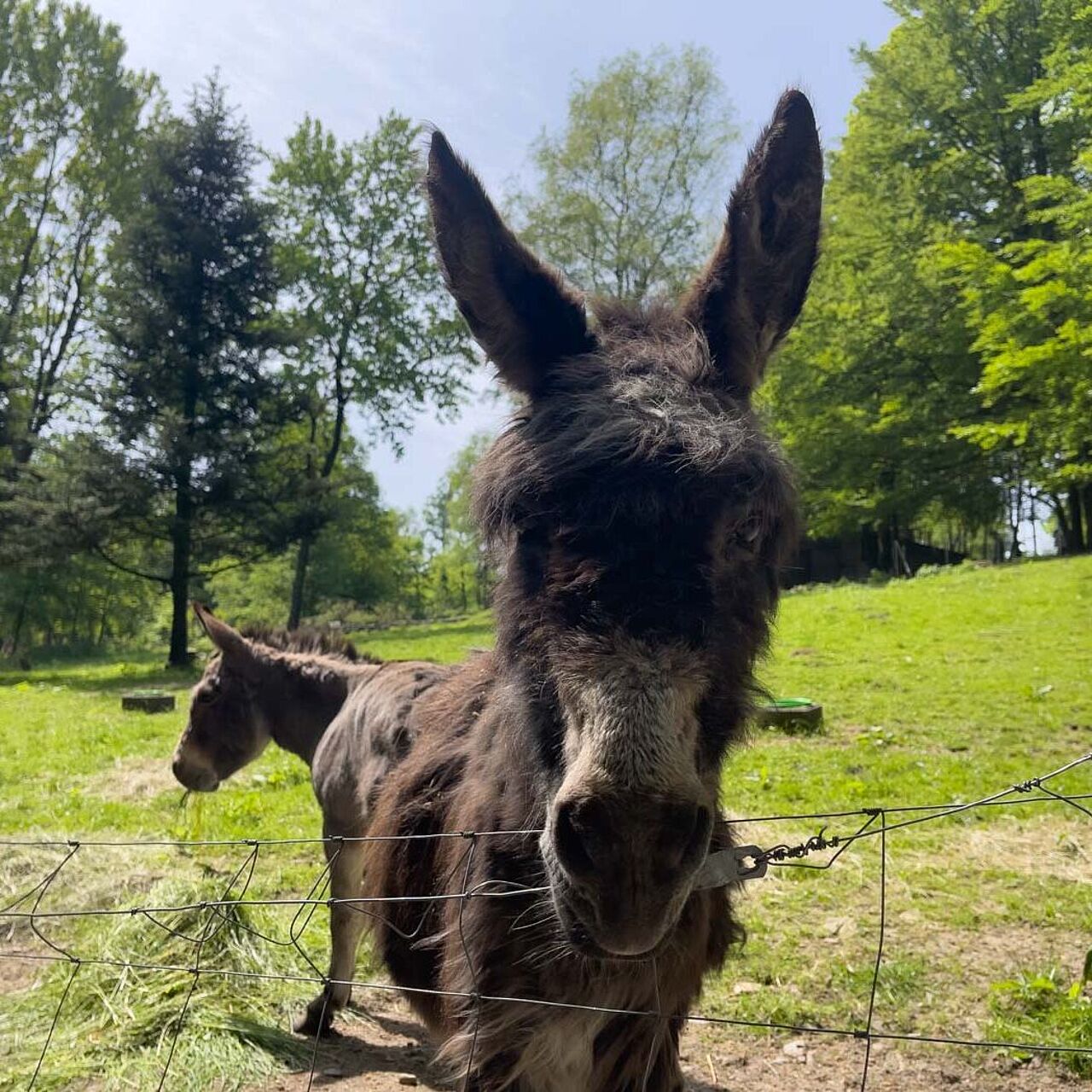 Wildgehege Mesekendahl in Schalksmühle im Märkischen Sauerland