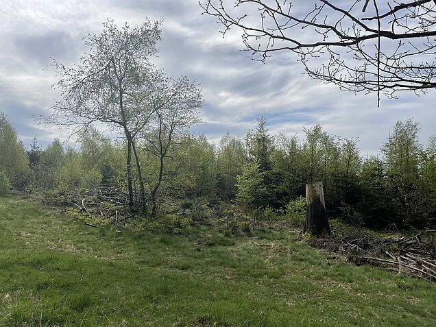 Kyrill-Fläche an der Nordhelle im Märkischen Sauerland