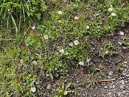 Rangerführung durch das Ebbegebirge im Märkischen Sauerland