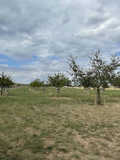 Streuobstwiese im Naturschutzgebiet Apricke