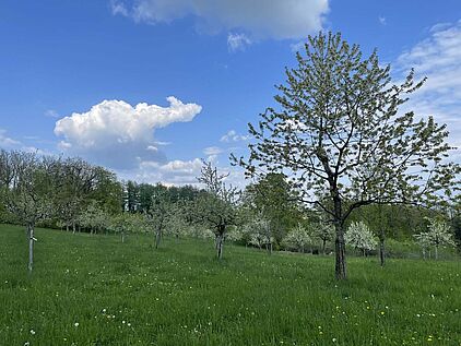 Streuobstwiesen im Märkischen Sauerland