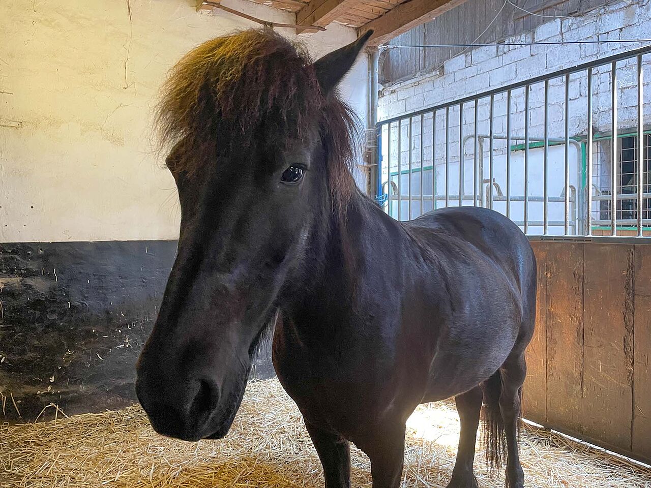 Pferd Perla Reitstall ISI Rider in Balve