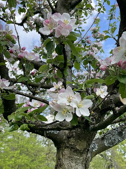 Streuobstwiesen im Märkischen Sauerland