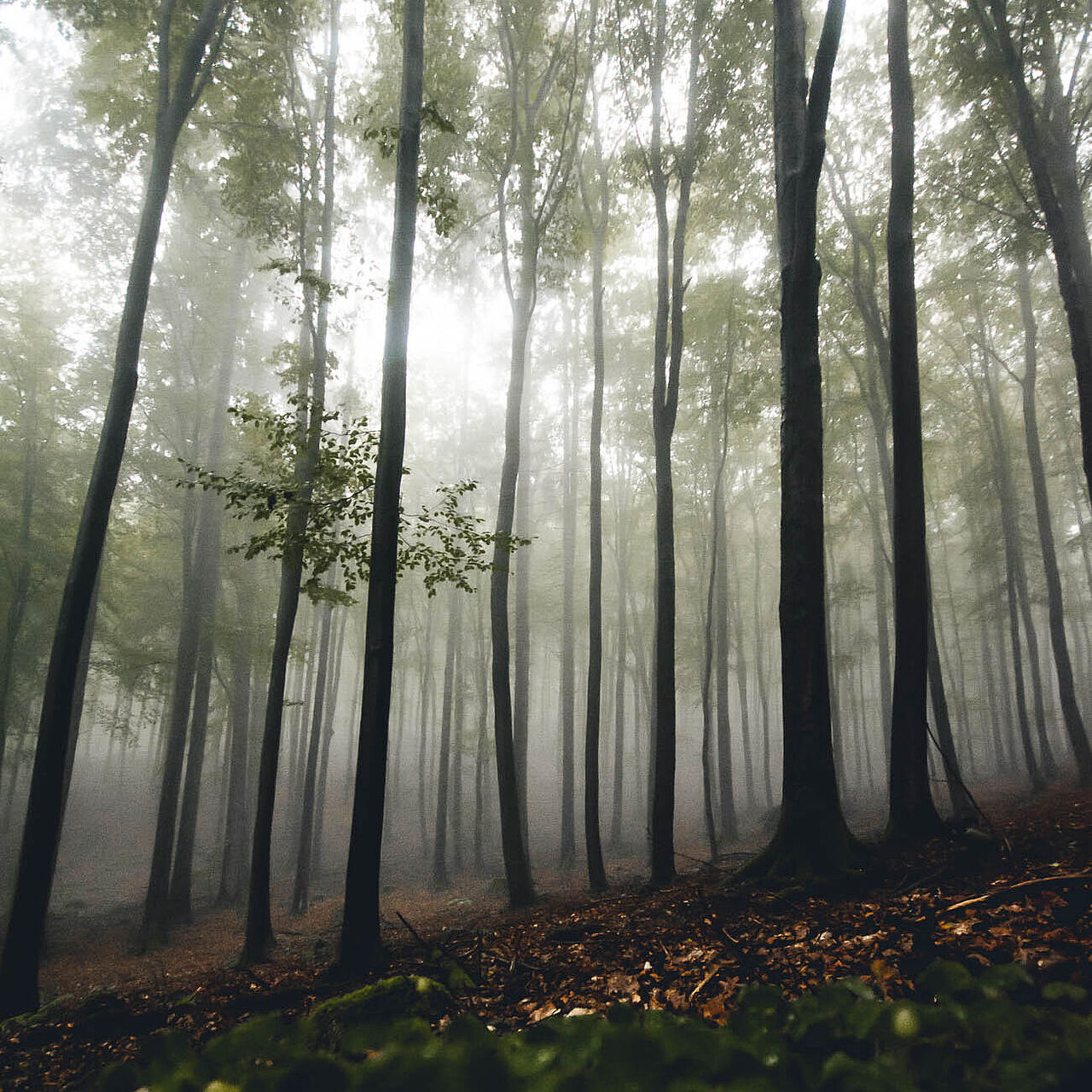 Wald im Nebel im Märkischen Sauerland