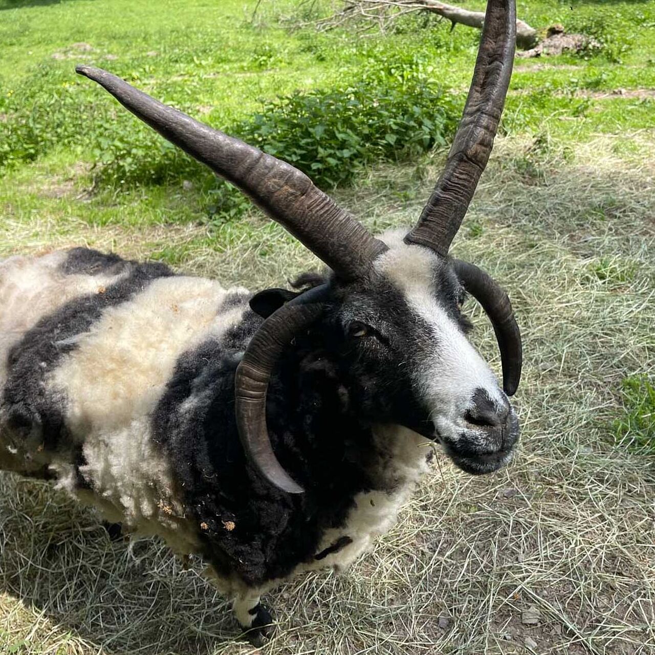 Wildgehege Mesekendahl in Schalksmühle im Märkischen Sauerland