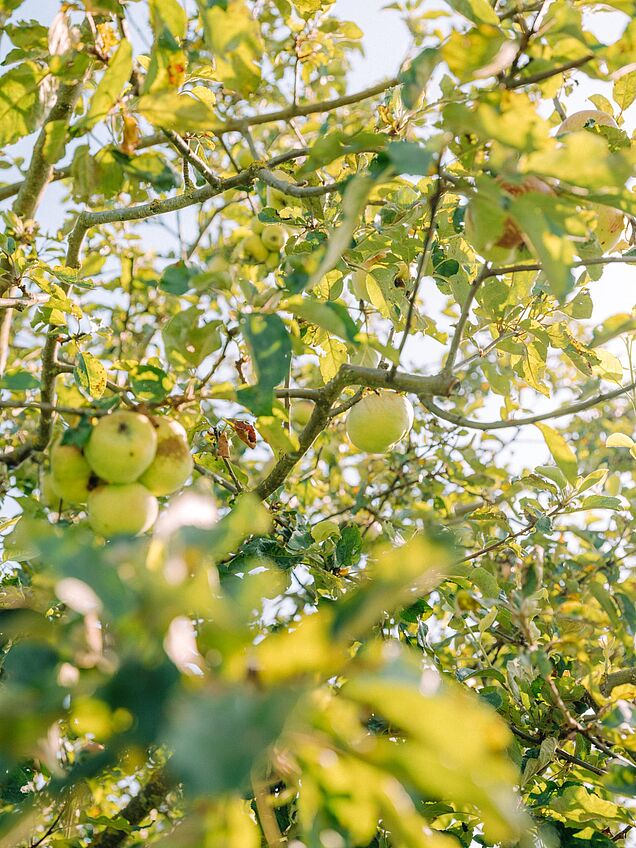 Streuobstwiesen im Märkischen Sauerland