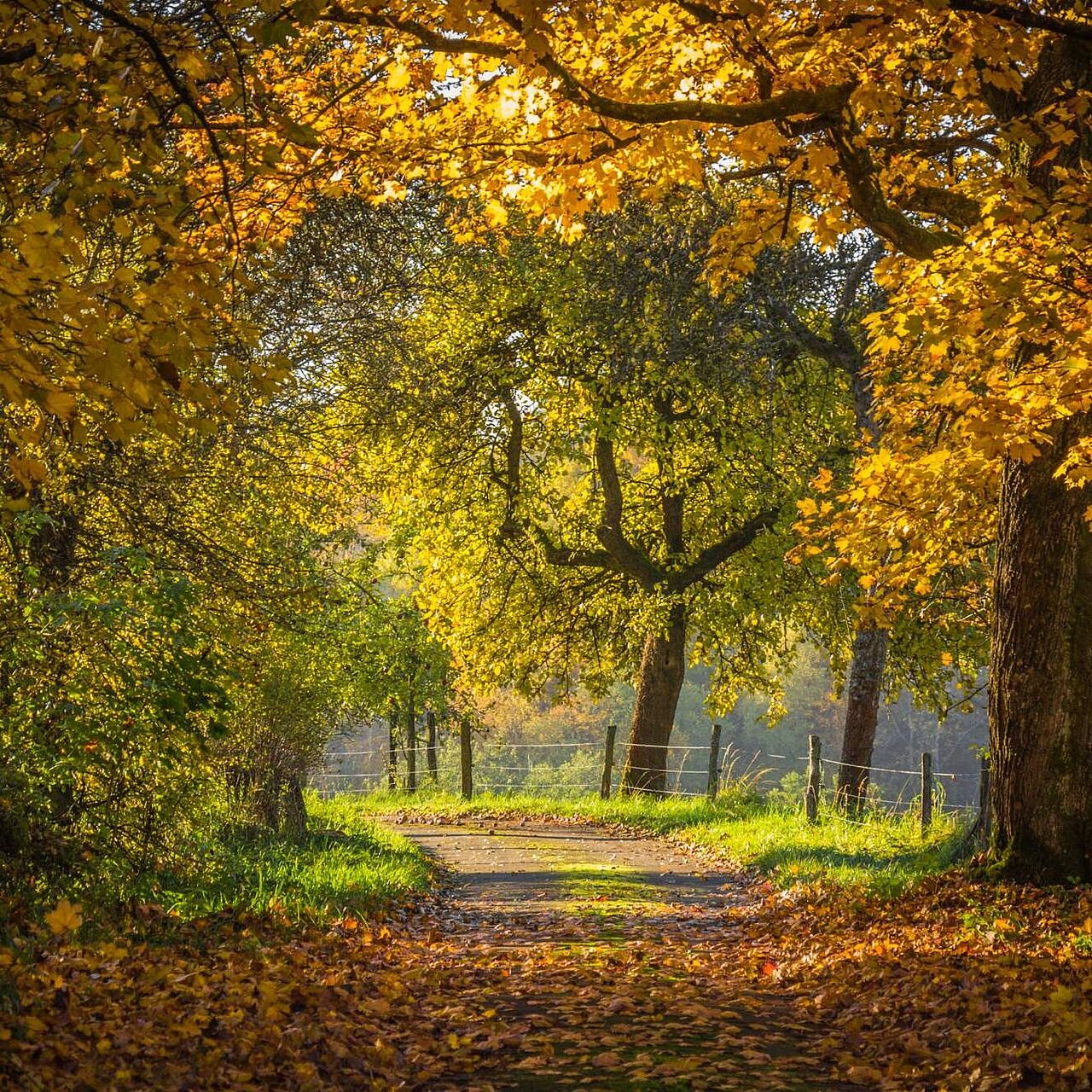 Wanderweg Herscheid Waldroute