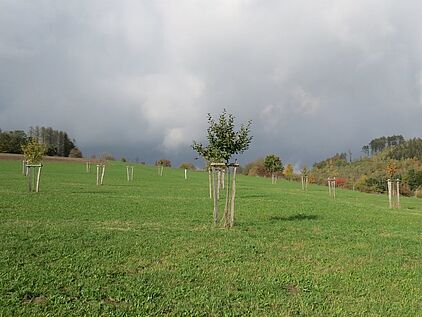 Streuobstwiesen im Märkischen Sauerland