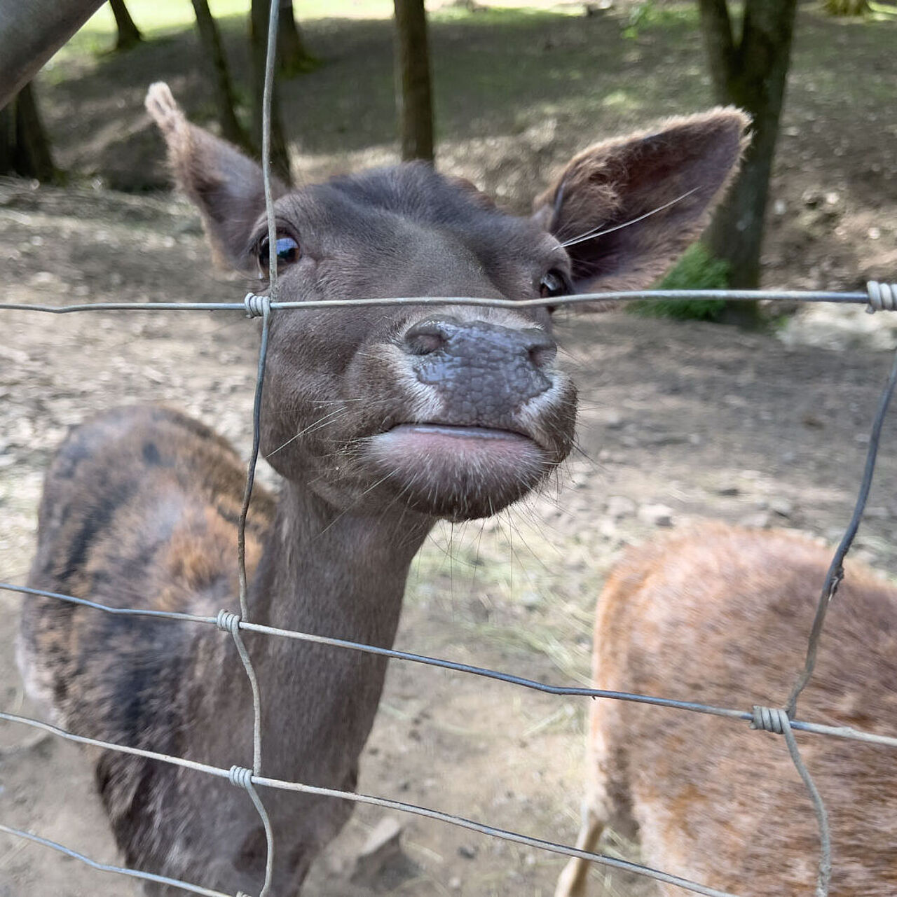 Wildgehege Mesekendahl in Schalksmühle im Märkischen Sauerland