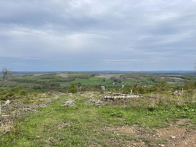 Totholzfläche an der Nordhelle im Märkischen Sauerland