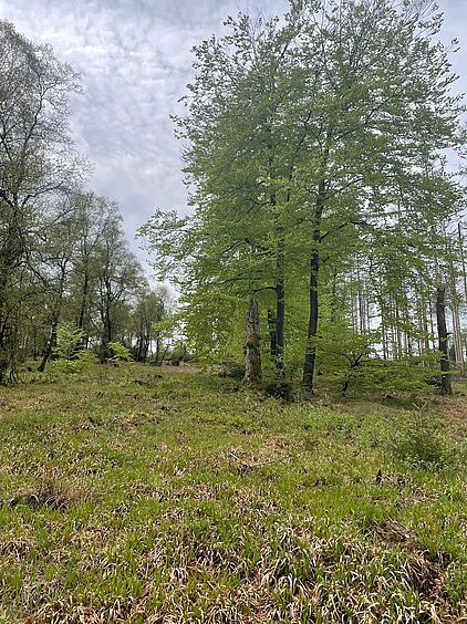 Rangerführung durch das Ebbegebirge im Märkischen Sauerland