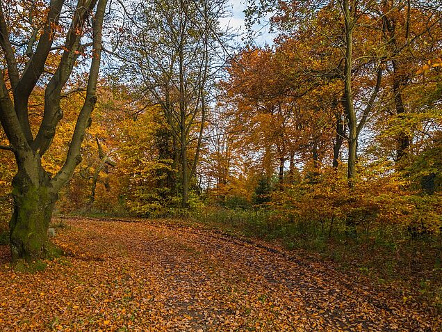 Herbstlicher Wald im Märkischen Sauerland