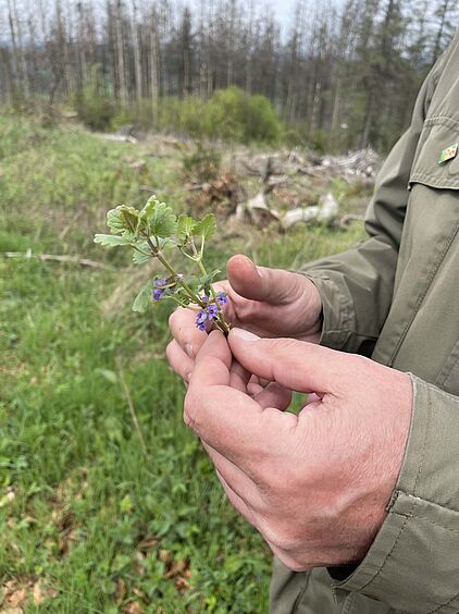 Rangerführung durch das Ebbegebirge im Märkischen Sauerland