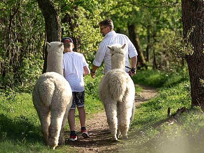 Auf Alpaka-Wanderung mit den Höhendorf Alpakas in Nachrodt-Wiblingwerde im Märkischen Sauerland