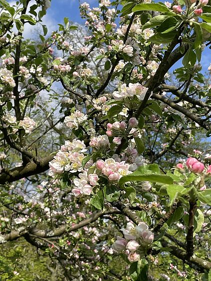 Streuobstwiesen im Märkischen Sauerland