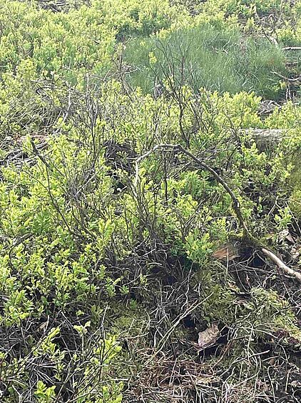 Rangerführung durch das Ebbegebirge im Märkischen Sauerland