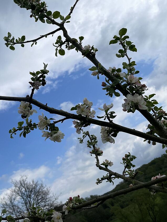 Streuobstwiesen im Märkischen Sauerland