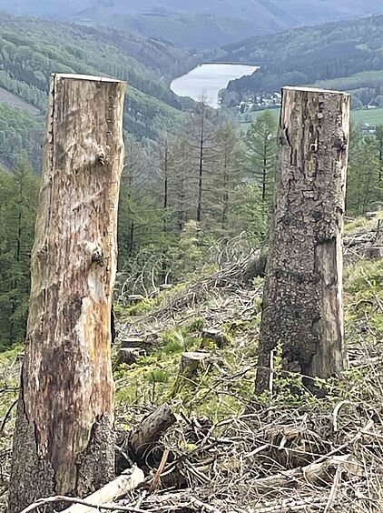 Rangerführung durch das Ebbegebirge im Märkischen Sauerland