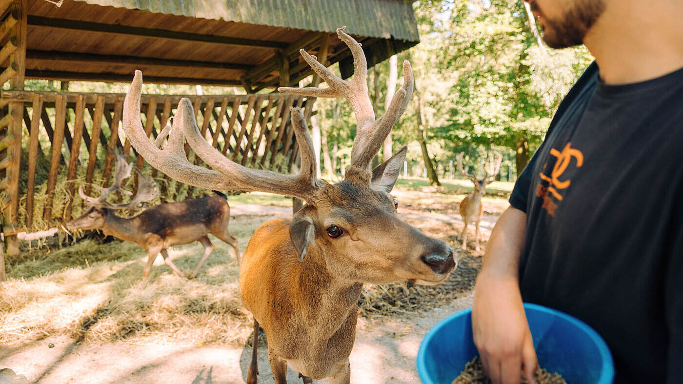 Wildgehege Mesekendahl in Schalksmühle im Märkischen Sauerland