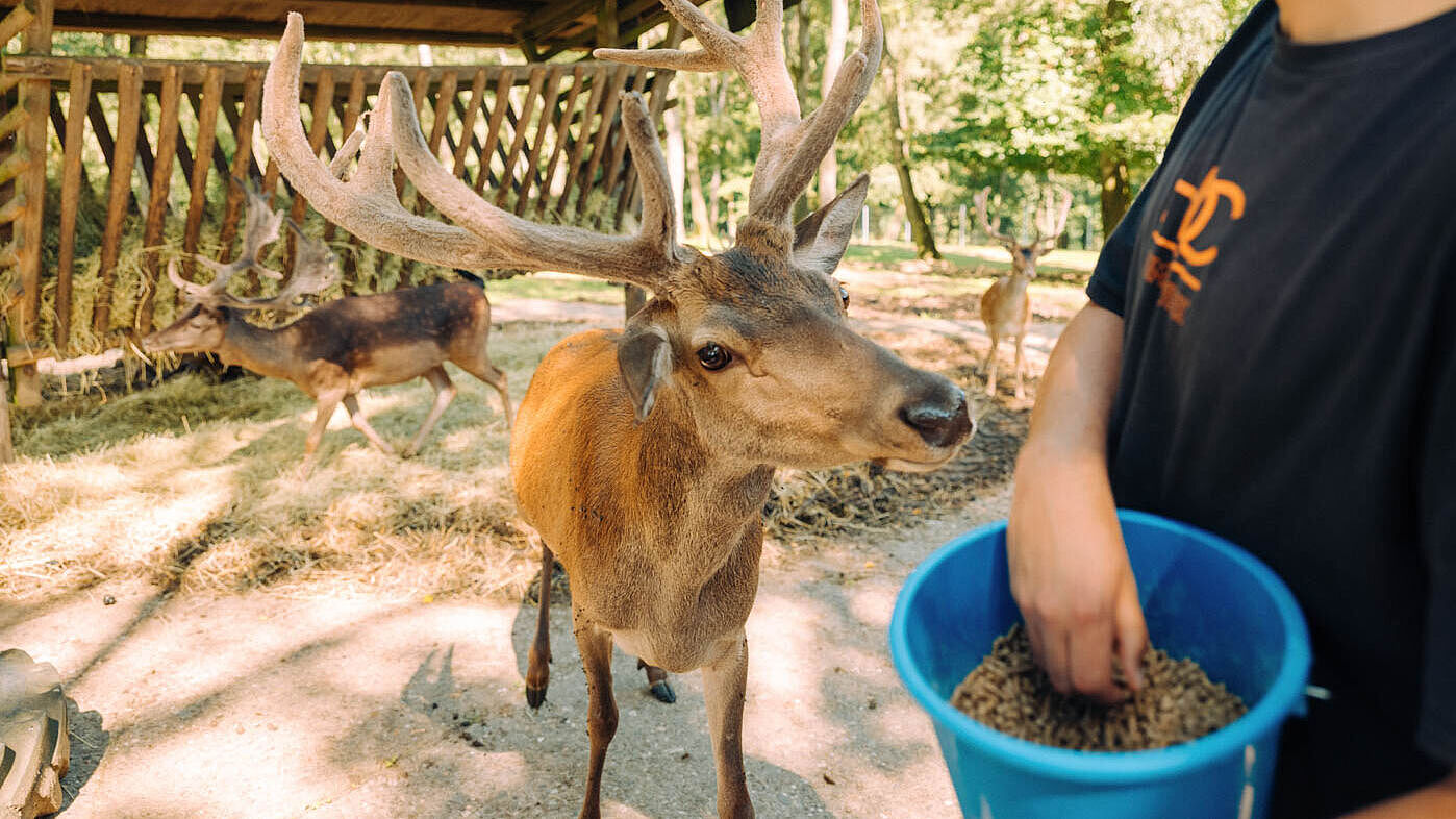 Wildgehege Mesekendahl in Schalksmühle im Märkischen Sauerland