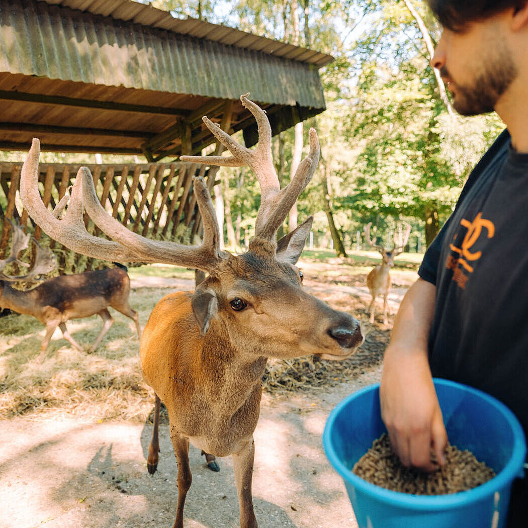 Wildgehege Mesekendahl in Schalksmühle im Märkischen Sauerland