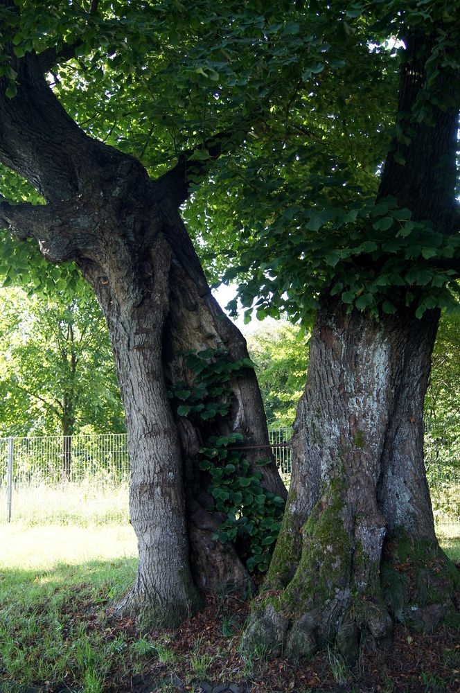 Die alte Gerichtslinde in Kierspe