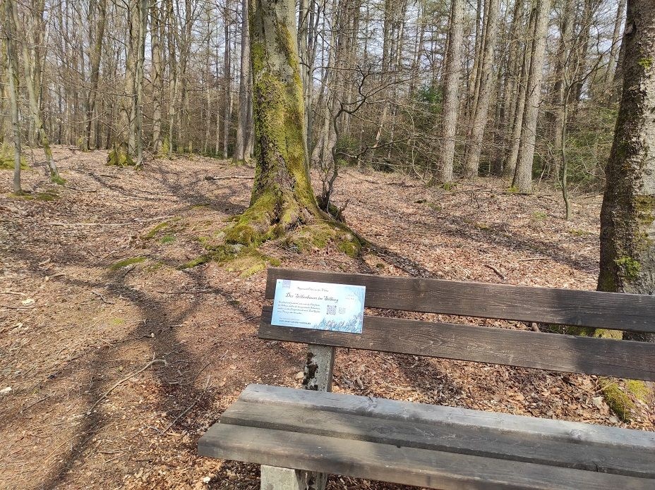 Die Bank im Buchenwald auf dem Silberg