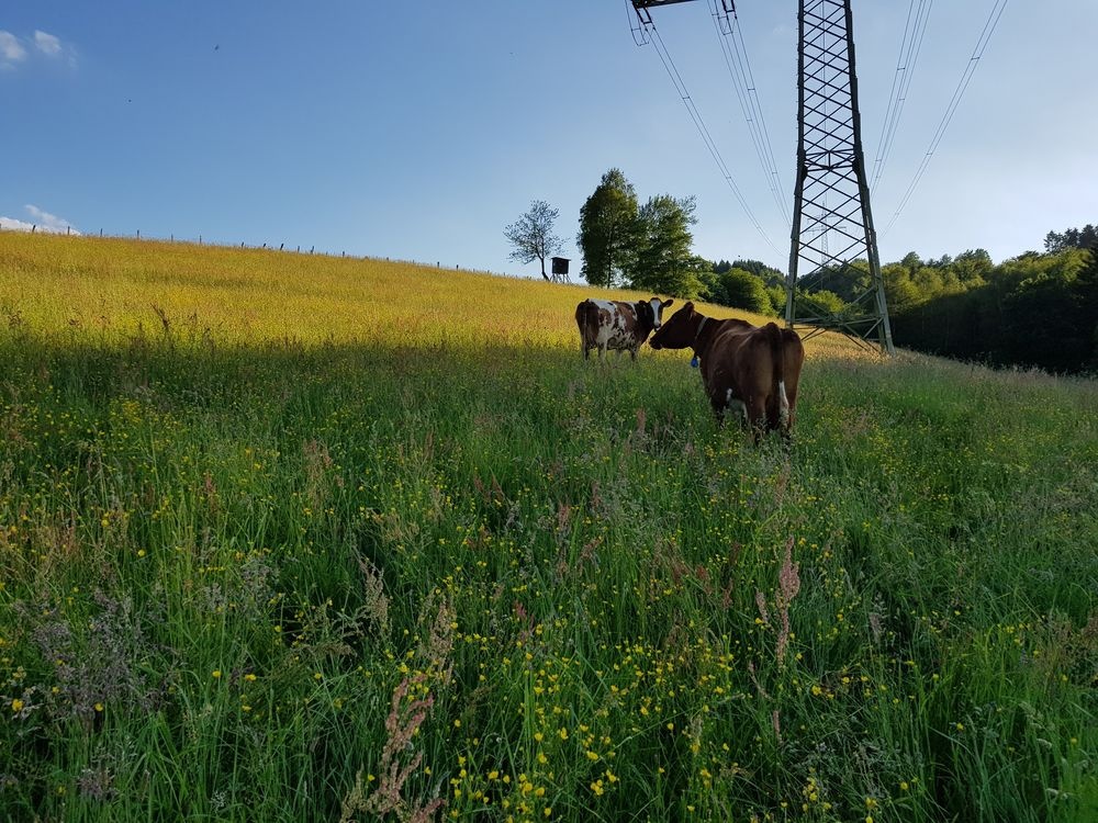 Kühe auf dem Bauernhof Bühner