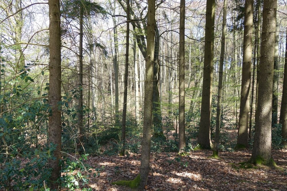 Buchenwald im Naturschutzgebiet